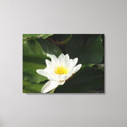Zuiverheid Water Lilly, Lotus Fotografie Wall Art Canvas Afdruk (Voorkant)