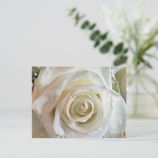 Zuiverheid Wit Rose Briefkaart (Staand voorkant)
