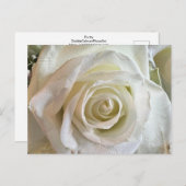 Zuiverheid Wit Rose Briefkaart (Voorkant / Achterkant)