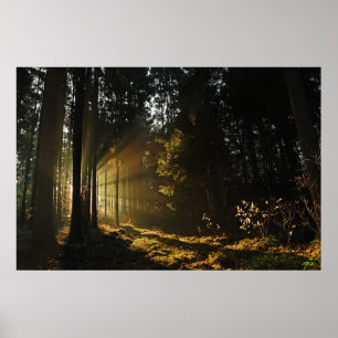 ZUN RAYS PIERCING VIA BOMEN POSTER