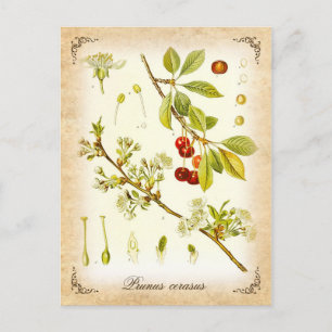 Zure Cherry plant -  illustratie Briefkaart