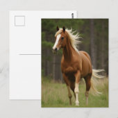 Zuring met vlasmanen en staart briefkaart (Voorkant / Achterkant)