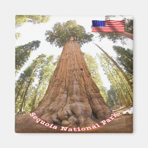 zUS127 SEQUOIA N.P. General Sherman, Fridge Magneet