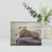 Zusters van de Savannah Briefkaart (Staand voorkant)