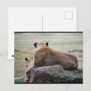 Zusters van de Savannah Briefkaart
