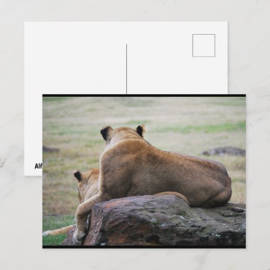 Zusters van de Savannah Briefkaart (Voorkant / Achterkant)