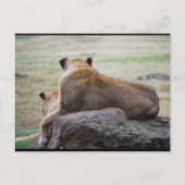Zusters van de Savannah Briefkaart (Voorkant)