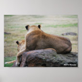 Zusters van de Savannah Poster (Voorkant)