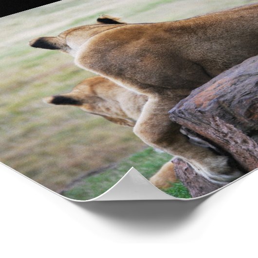 Zusters van de Savannah Poster (Hoek)