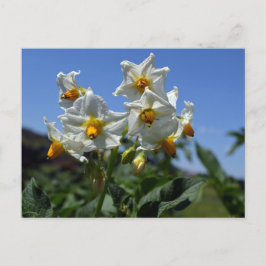 Zuurbloemen Solanum tuberosum Briefkaart