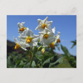 Zuurbloemen Solanum tuberosum Feestdagenkaart