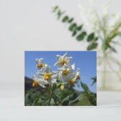 Zuurbloemen Solanum tuberosum Feestdagenkaart (Staand voorkant)