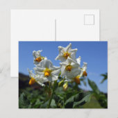 Zuurbloemen Solanum tuberosum Feestdagenkaart (Voorkant / Achterkant)