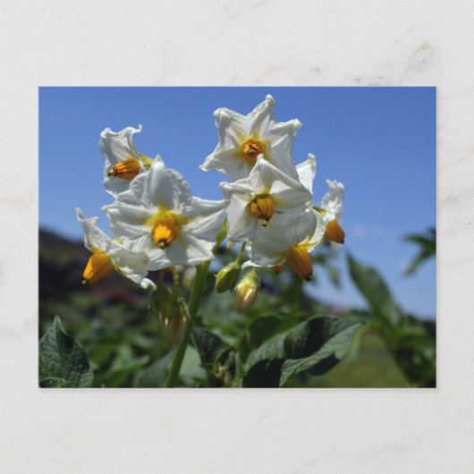 Zuurbloemen Solanum tuberosum Feestdagenkaart (Voorkant)