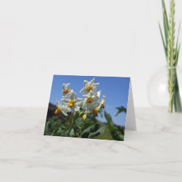 Zuurbloemen Solanum tuberosum Kaart