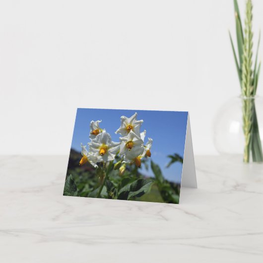 Zuurbloemen Solanum tuberosum Kaart (Voorkant)