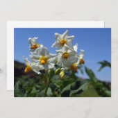 Zuurbloemen Solanum tuberosum Kaart (Voorkant / Achterkant)