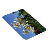 Zuurbloemen Solanum tuberosum Magneet (Rechterzijde)