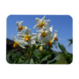 Zuurbloemen Solanum tuberosum Magneet