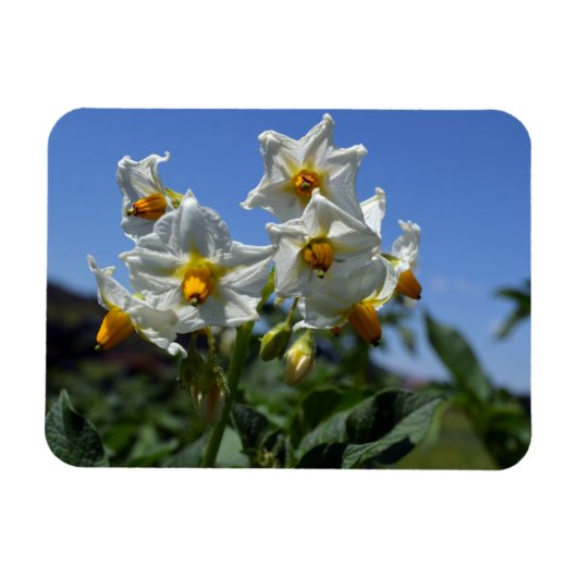 Zuurbloemen Solanum tuberosum Magneet (Horizontaal)