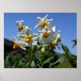 Zuurbloemen Solanum tuberosum Poster