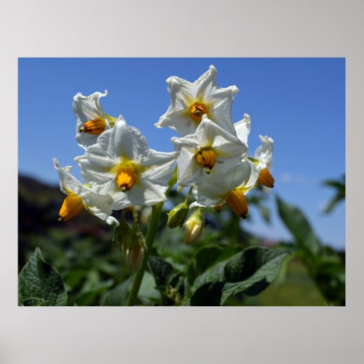 Zuurbloemen Solanum tuberosum Poster (Voorkant)
