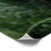 Zuurbloemen Solanum tuberosum Poster (Hoek)