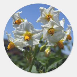 Zuurbloemen Solanum tuberosum Ronde Sticker