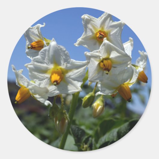 Zuurbloemen Solanum tuberosum Ronde Sticker (Voorkant)