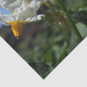 Zuurbloemen Solanum tuberosum Tissuepapier (Detail)