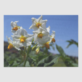 Zuurbloemen Solanum tuberosum Tissuepapier
