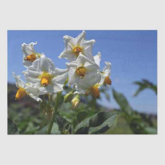 Zuurbloemen Solanum tuberosum Tissuepapier (Voorkant)