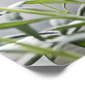 Zuurloze sfinx kat poster (Hoek)