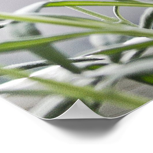 Zuurloze sfinx kat poster (Hoek)