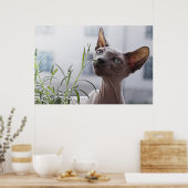 Zuurloze sfinx kat poster (Keuken)