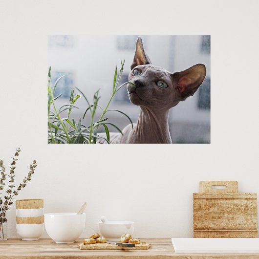 Zuurloze sfinx kat poster (Keuken)