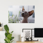 Zuurloze sfinx kat poster (Thuiskantoor)