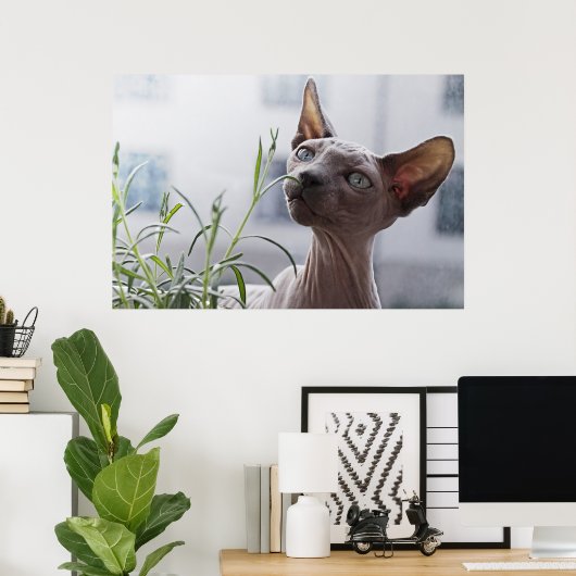 Zuurloze sfinx kat poster (Thuiskantoor)