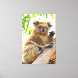 ZWAAIEN KOALA 32x48 Canvas Afdruk
