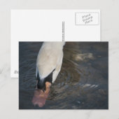 Zwaan Ansichtkaart Briefkaart (Voorkant / Achterkant)