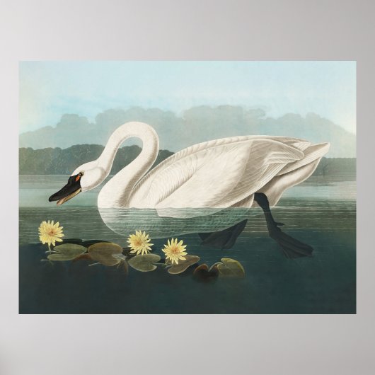 zwaan audubon vogel witte watervogels poster (Voorkant)