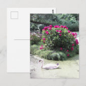 Zwaan - Bloemeneiland Briefkaart (Voorkant / Achterkant)