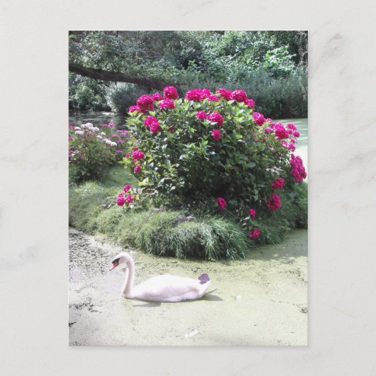 Zwaan - Bloemeneiland Briefkaart (Voorkant)