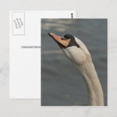 Zwaan Briefkaart (Voorkant / Achterkant)