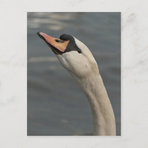 Zwaan Briefkaart