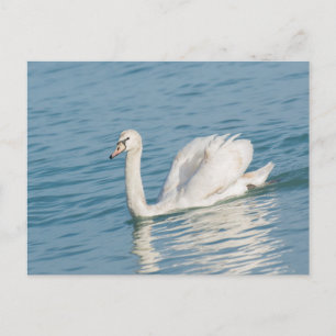 Zwaan Briefkaart