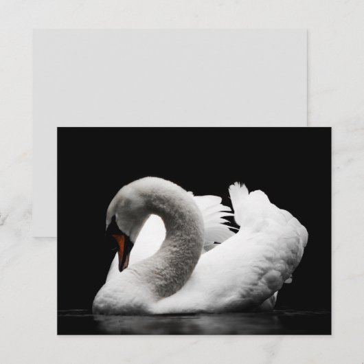 zwaan briefkaart (Voorkant / Achterkant)