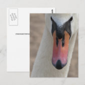 Zwaan Briefkaart (Voorkant / Achterkant)