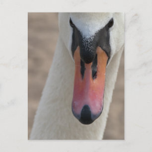 Zwaan Briefkaart