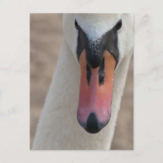 Zwaan Briefkaart (Voorkant)